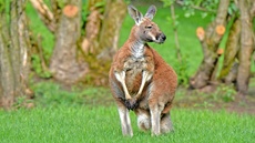 Rotes Riesenkänguru_4.jpg